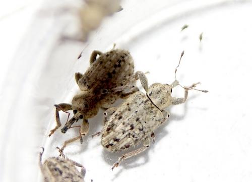 Réf. 204 336 : Hypera pastinacae